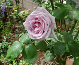 c0052470_11404147.jpg