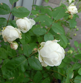 c0052470_1140764.jpg