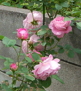 c0052470_11432463.jpg