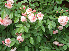 c0052470_11452563.jpg