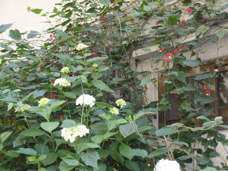f0130894_2311375.jpg