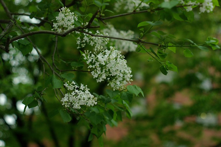 f0002701_6125840.jpg