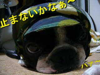 d0070702_2157661.jpg
