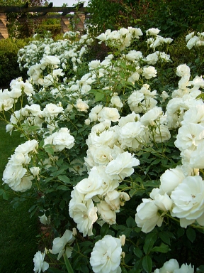 f0065604_145233.jpg