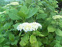 a0041108_2153512.jpg