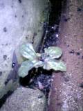 f0053615_0242353.jpg