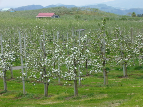 d0087418_0333451.jpg