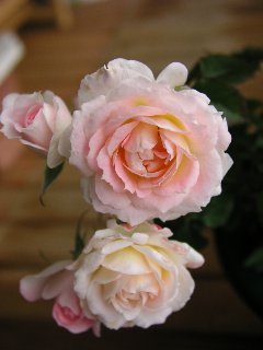 b0031925_1162361.jpg