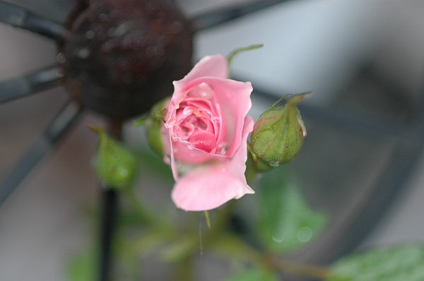 a0017634_703527.jpg