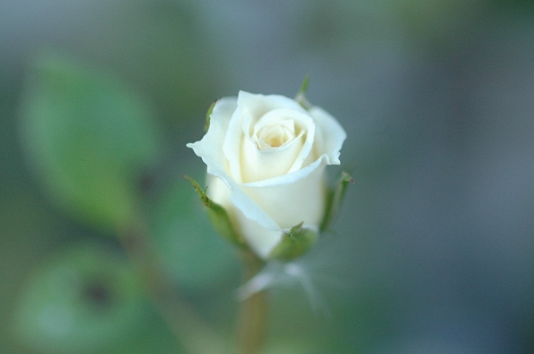 a0017634_79483.jpg