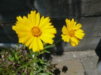 e0080345_8544750.jpg