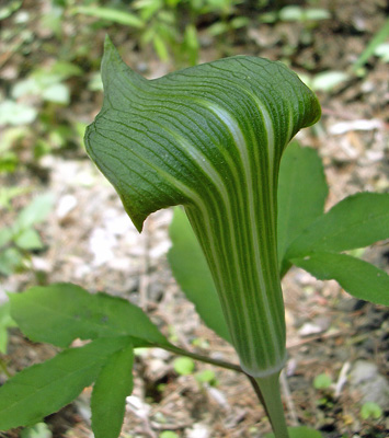 a0001354_194214100.jpg