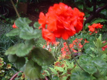 a0085663_1750420.jpg