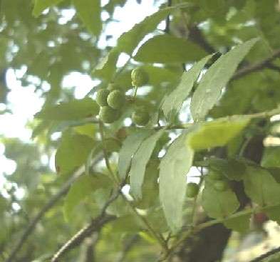 f0039281_15301725.jpg