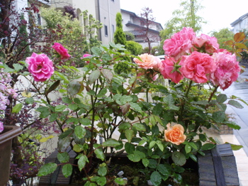 f0130894_21403583.jpg
