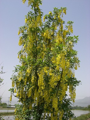 c0117007_20523488.jpg