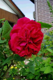 d0001008_10205514.jpg