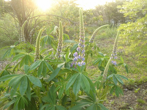 e0049409_21471628.jpg