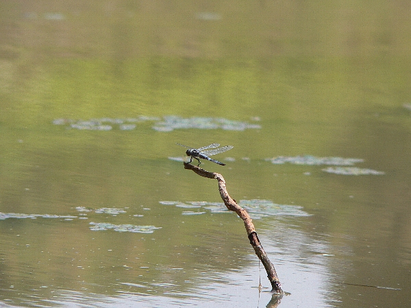 e0002314_2012361.jpg