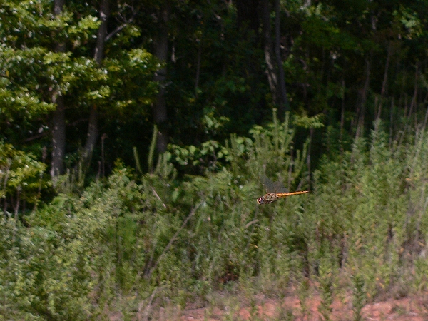 e0002314_2015188.jpg