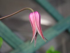 b0031925_1222340.jpg