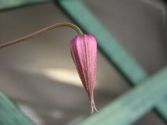 b0031925_12241.jpg