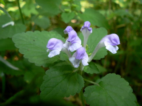 d0091754_0565144.jpg