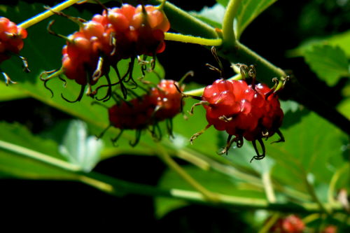 d0091754_1310111.jpg
