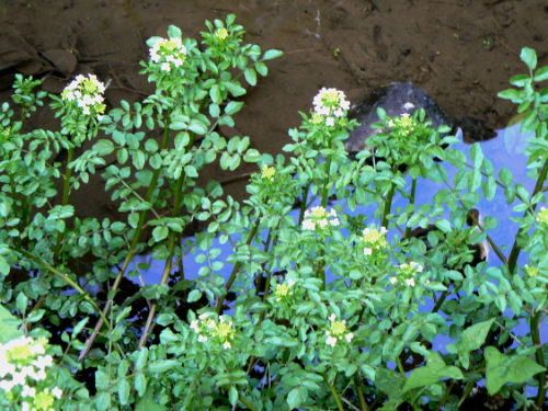 d0091754_1735693.jpg