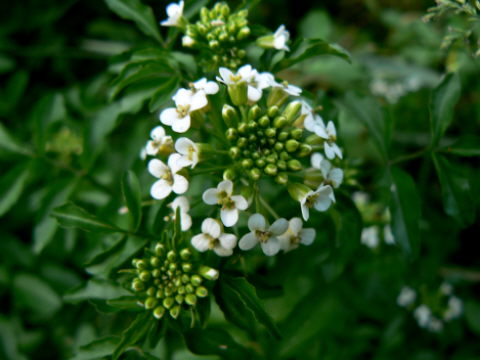 d0091754_1741340.jpg