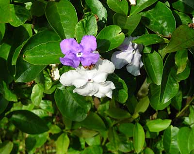 e0097770_0113536.jpg