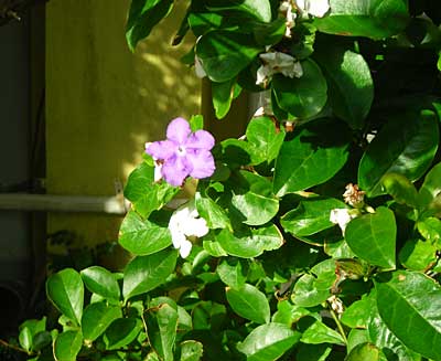 e0097770_0114635.jpg