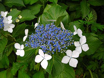 e0097770_081839.jpg