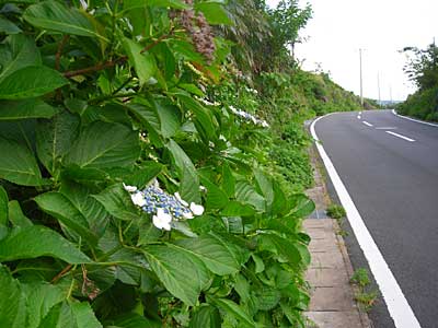 e0097770_084192.jpg