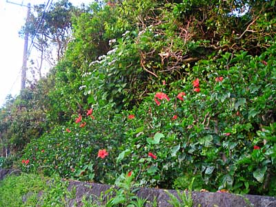 e0097770_1145847.jpg