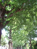 c0105785_21284659.jpg