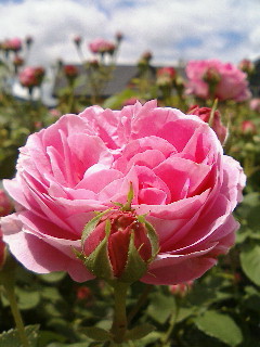 e0099212_20391839.jpg