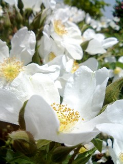 e0099212_20444370.jpg