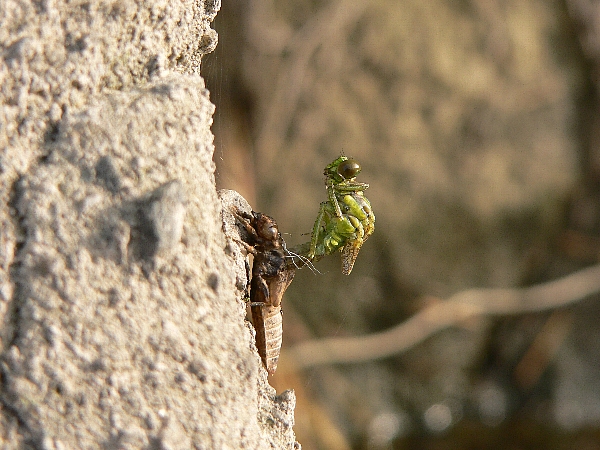 e0002314_20123215.jpg