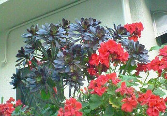 a0036626_27426.jpg