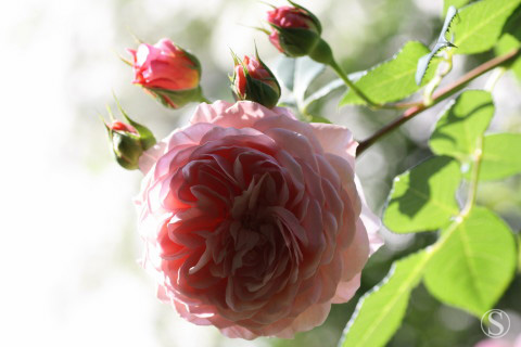 e0021328_1664065.jpg