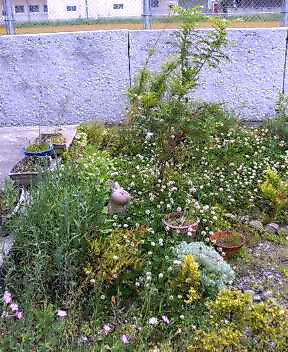 e0065928_17475458.jpg