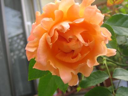 e0110038_21113426.jpg