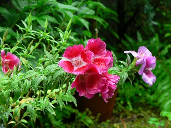 雨上がりのもみじからゴテチャの花へ。