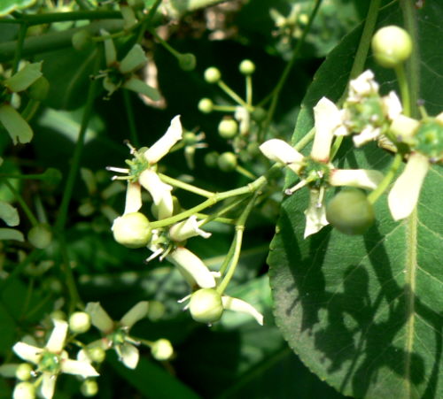 d0091754_1101240.jpg