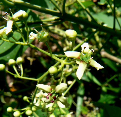 d0091754_1103413.jpg