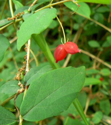 d0091754_1183172.jpg