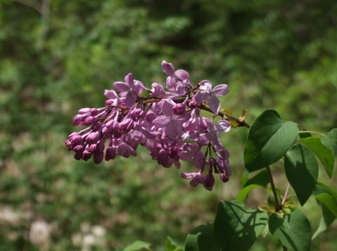 e0088260_21433721.jpg