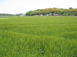 e0041168_93862.jpg