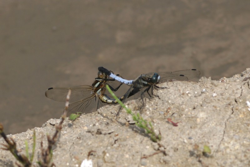 b0088772_2144978.jpg